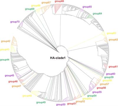 Adaptive Evolution of Human-Isolated H5Nx Avian Influenza A Viruses